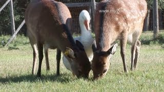 preview picture of video 'Liftlock Bed and Breakfast, Peterborough - Canada HD Travel Channel'