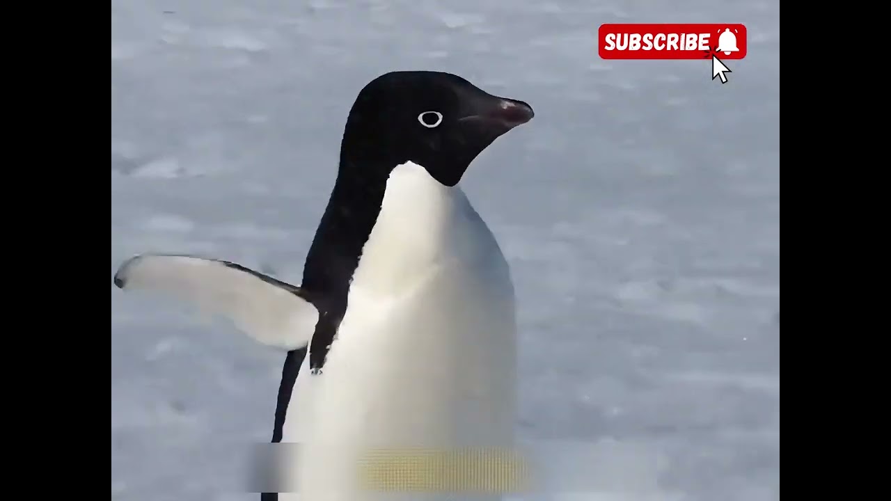 Cutest little penguins #cute #adorable #pet #penguin #babyanimals #fluffy #cuteanimal