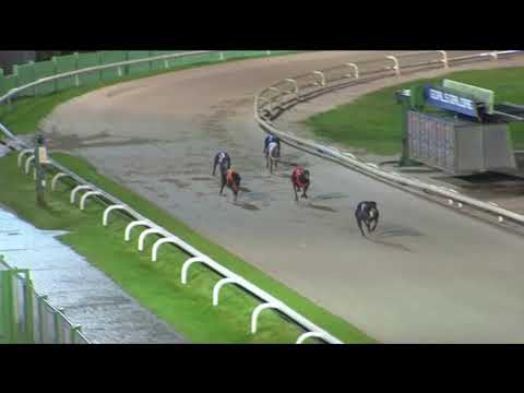 2019 BGBF BRITISH BREEDERS STAKES - HEAT 2 - T4 SALACRES BARLEY