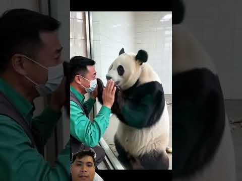 Miss babe 😰😰😰 #shorts #shortvideo #viral #viralvideo #viralshorts #animals #funny #love #cute