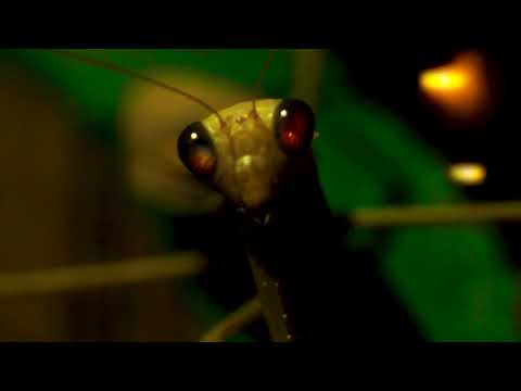 Jude Woodhead - Choi Suns