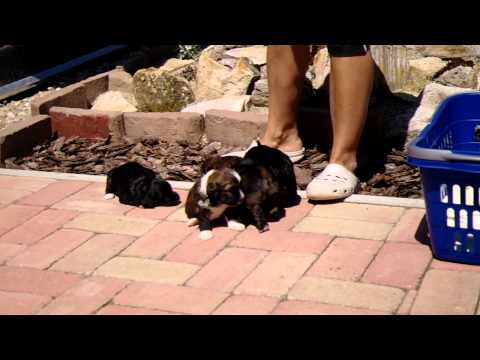 Tibetan Symbol B-litter