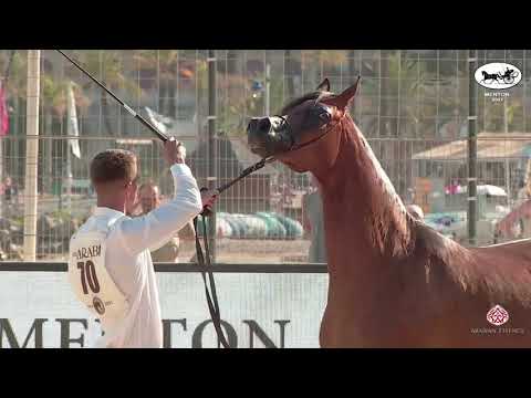 N 70 PROTEKCJA   Mediterranean and Arab Countries AHC   Menton 2021   Mares 4 7 Years Old Class 4A