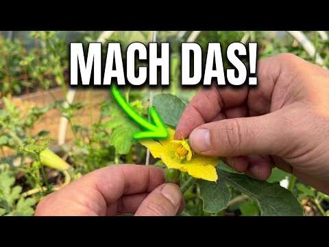 Wassermelonen erfolgreich bestäuben – Einfache Methode mit Erfolgsgarantie. #garden
