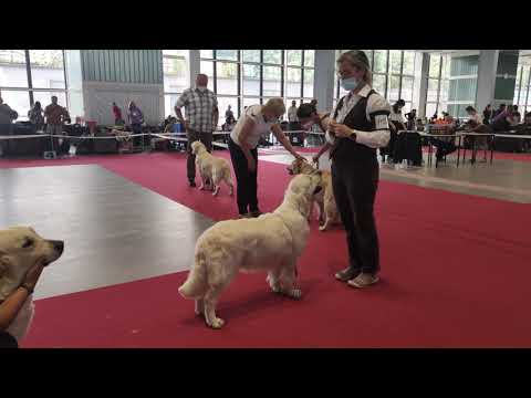 Angel Adel NIce Friend - Exc 1 CAC, res CACIB - Intercanis Brno 21  -  GR - Females Open class