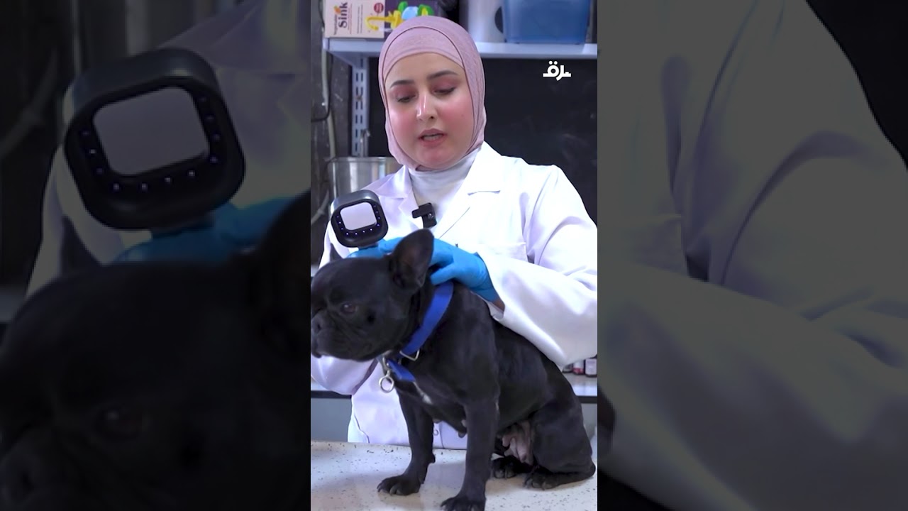 فيديو | تسجيل 4 وفيات بداء الكلب في #العراق ودعوات في #بغداد لتكثيف مكافحة الكلاب السائبة وتأمين الأمصال