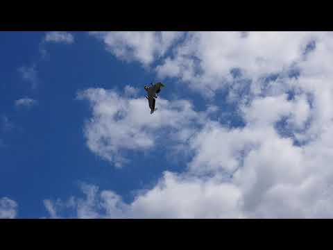 Vtol Tailsitter first and last flight