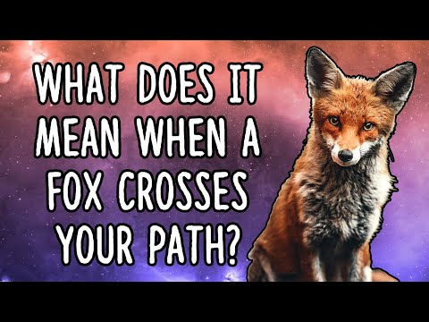 What Does It Mean When A Fox Crosses Your Path?