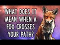 What Does It Mean When A Fox Crosses Your Path?