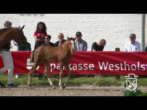 Holsteiner Fohlenchampionat 2017 - Steinburg - erster Stutenring