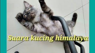 Download lagu SUARA KUCING HIMALAYA... mp3