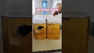 Download lagu jam makan yang baik bagi ikan cupang #fishcupang #ikan #budidayaikancupang #ikanhias #beritaterkini mp3