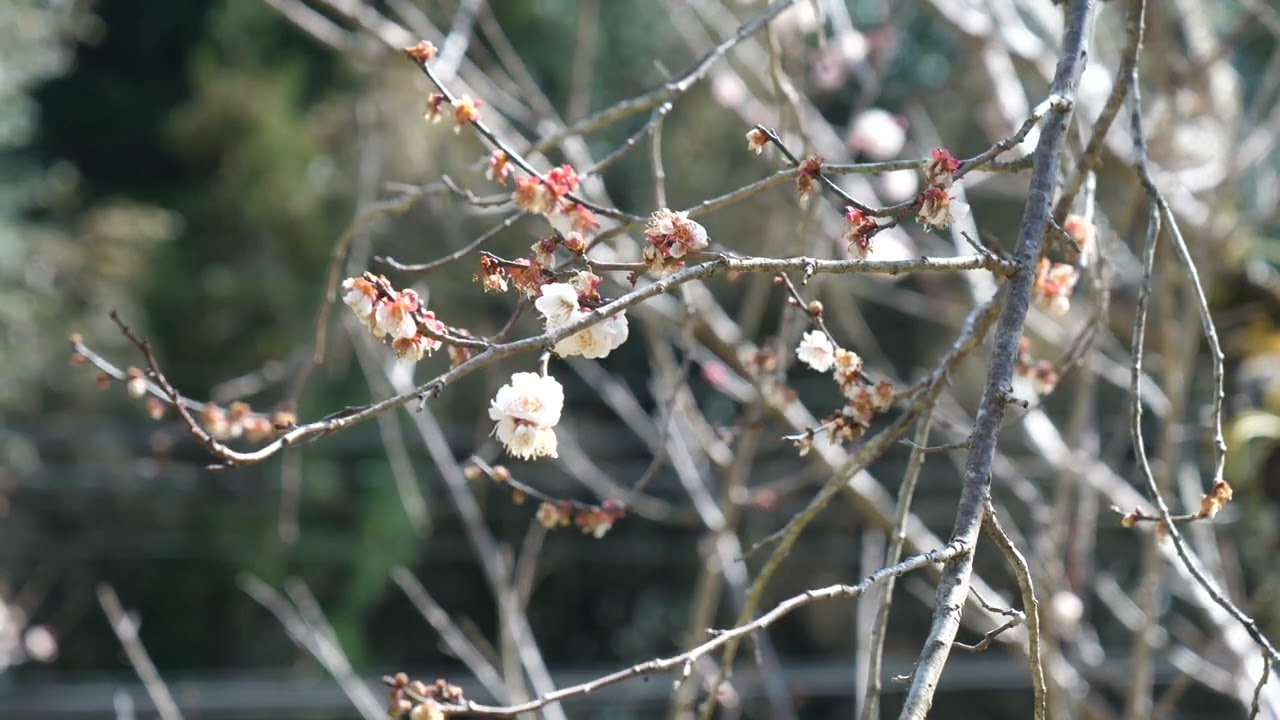 梅の花／Plum blossom／f0132