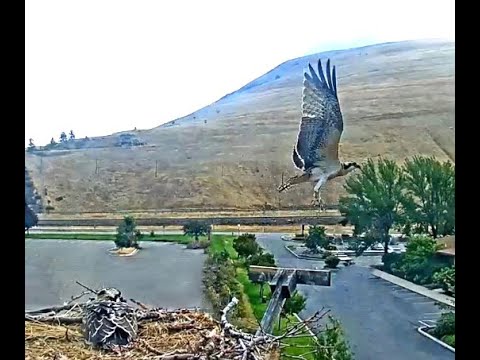 Hellgate Ospreys MT  08 05 24 736am Sum-eh oldest fledges from the nest perch 53 days old