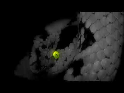 3omranoCobra Diss On Street Boom - Round 3