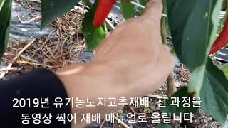 다수확고추 유기농 노지 재배 모습