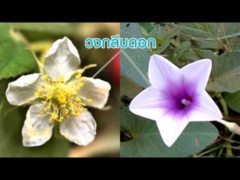 พืชเพื่อเพิ่มความแข็งแรง Exciter สำหรับผู้หญิงที่เคาน์เตอร์กรุงมอสโก