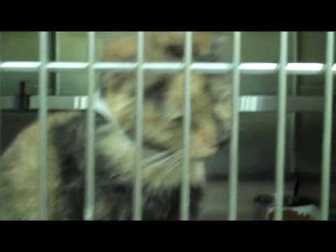 Deidre - Adorable Cat Available for Adoption in Chicago