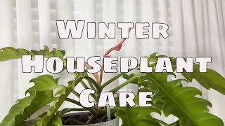 Winter-Proof Your Houseplants: 7 Essential Steps to Prepare Indoor Plants for Winter