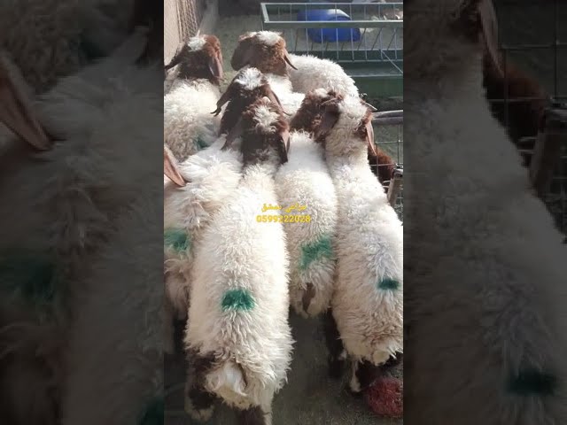 نعيمي جذع حجم صغير 5 - 6 شهور، الوزن: 15 كيلو