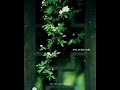 Malayalam Song Status Malayalam Song Whatsapp Status Malayalam Malayalam Song Whatsapp Status
