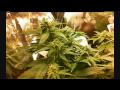 Grow weed Big Devil auto-flowering weed/marijuana ...