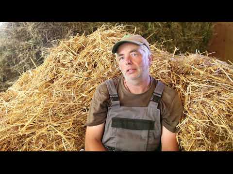 TAGWERK - Schweineleben auf dem Biohof von Günter Braun