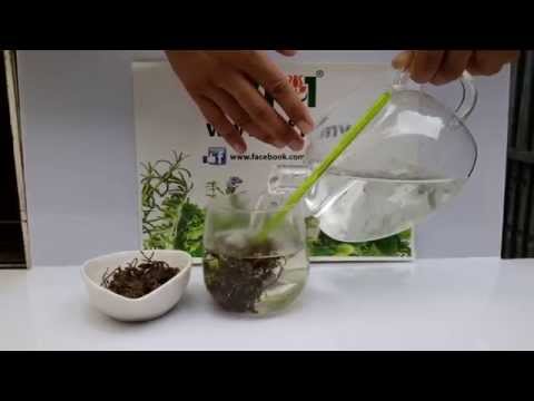 Herbals Malaysia - Dry Herbal Ginseng Flower Tea [BF1]