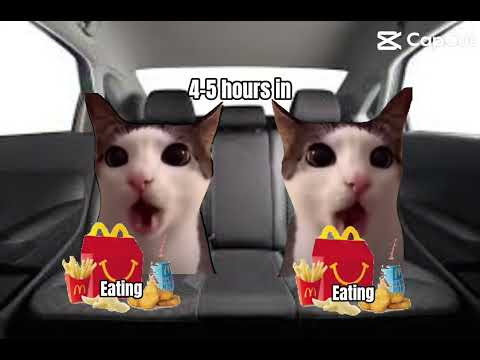 Cat memes road trip