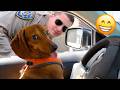 Funniest Animal Fails Ever Caught on Camera 😂 Best Funny Dogs And Cats Videos 2026