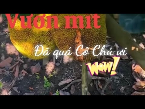 ĐẤT VƯỜN 1000M² GIÁ CHỈ 790 TRIỆU GẦN DẦU GIÂY – CÂY ĂN TRÁI HỆ THỐNG ĐIỆN NƯỚC