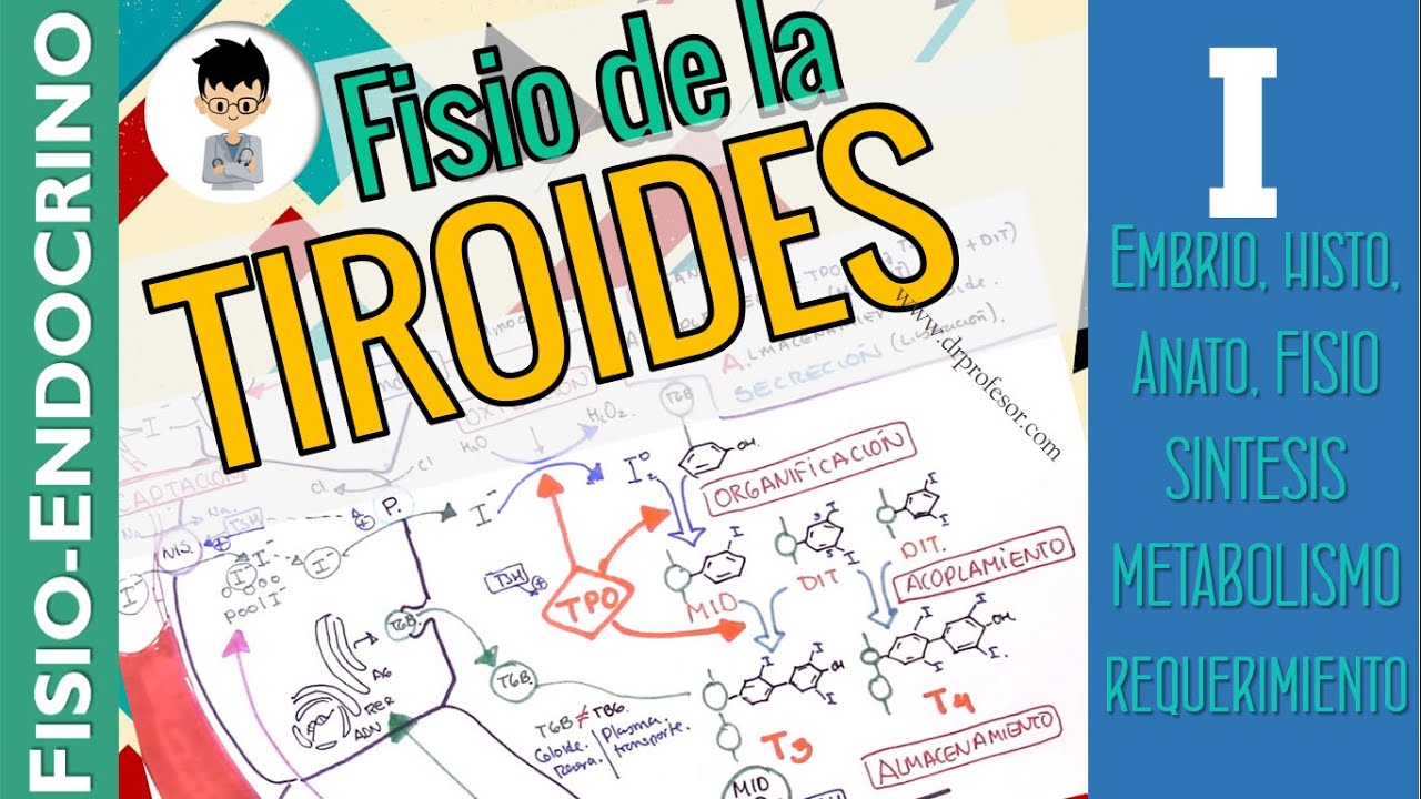 FISIOLOGÍA DE LA TIROIDES, Resumen, Eje, Sintesis, Embrio, Anato, Histología |FISIO-ENDOCRINO| 1
