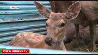 В Чеченское высокогорье выпущено свыше 50-ти пятнистых оленей и благородных маралов