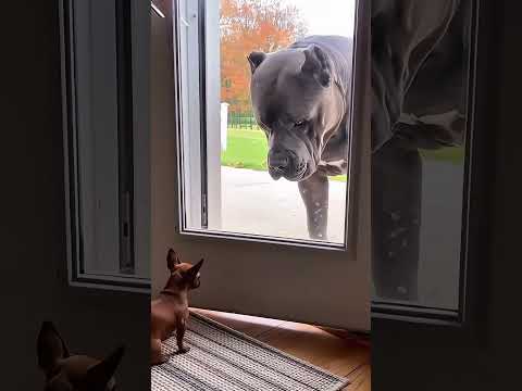 O CACHORRO PEQUENO QUERIA BATER DE FRENTE COM O CACHORRO ENORME #shorts