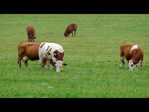 Marcos Juárez: Beneficios de una ganadería saludable