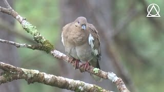 Ntu | Beautiful Lives (Plants and Animals)