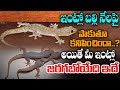 ఇంట్లో బల్లి నేలపై పాకుతూ కనిపించింద