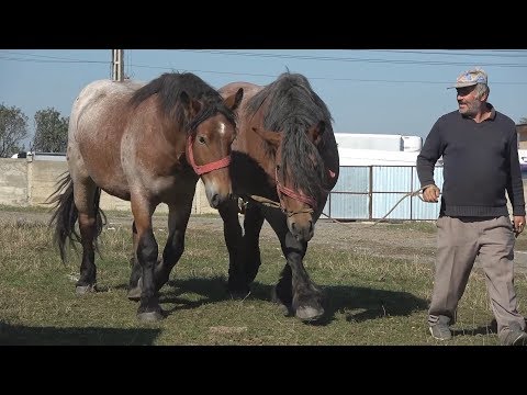 Targul de cai de la Huedin, Cluj 2 oct 2017