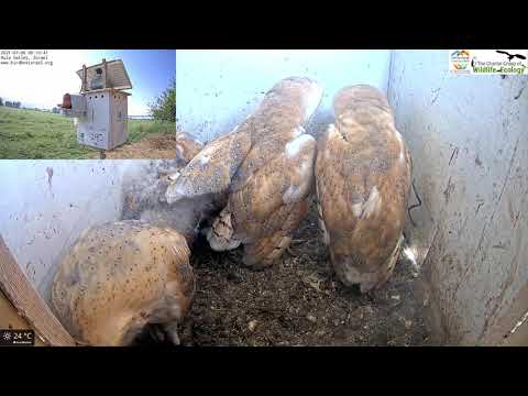 Barn nestlings practicing hunting and flying inside the nest box|Barn Owl Israel Cam 3|תנשמות6.7.21