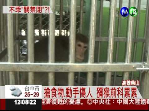柴山獼猴擾民 農業局關禁閉處罰