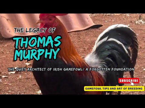 Thomas Murphy: The Quiet Architect of Irish Gamefowl | A Forgotten Foundation