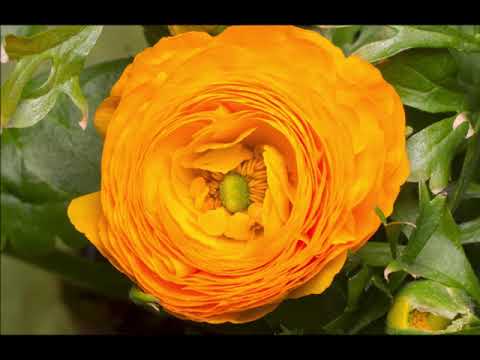 O du mein Trost  --  NAK-Männerchor im Festlichen Singen in Magdeburg Juni 1988, Liveaufnahme