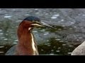 Bird Swallows a Giant Fish ! Stunning Video ...