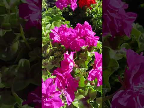 герань розовая в Бельгии на базаре