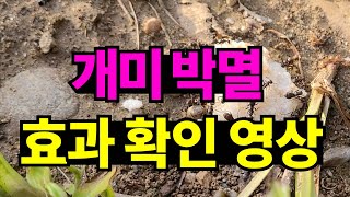 개미퇴치방법 붕산효과있어요. 얼마나 기다려야 확인할수 있을까요?