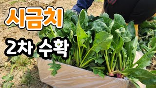 단맛이 강한 겨울 시금치 2차 수확