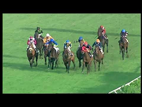 Napoli Galoppo 11/12/2021 - 2ª corsa