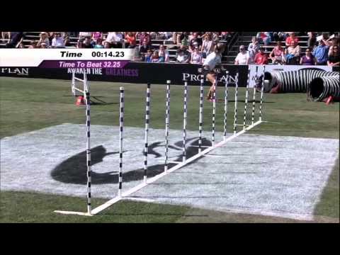 2013 IDC National Championships - Preview of Large Dog Agility