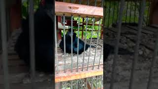 Download lagu Suara burung Tuwu di Sulawesi Tengah mp3