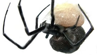 Redback Spider Laying Eggs Making Web Egg Sac (Graphic Video)